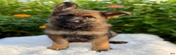 German Shepherd dogs for sale: Remi - Ad 5