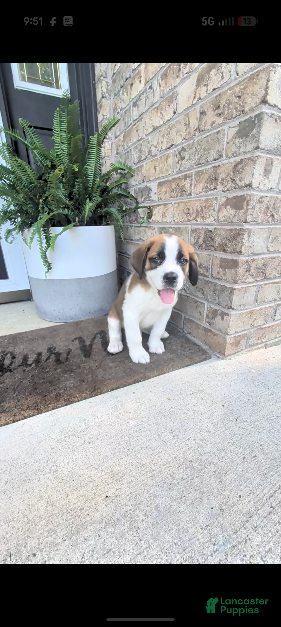 Saint Bernard dogs Tanner - Ad 1