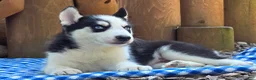Siberian Husky dogs for sale: Felix - Ad 2