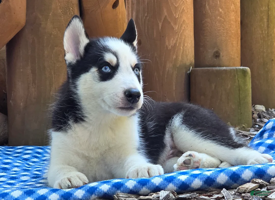 Siberian Husky dogs for sale: Felix - Ad 2