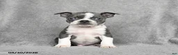 Boston Terrier dogs for sale: Tristian - Ad 5