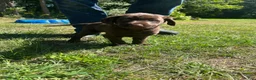 Labrador Retriever dogs for sale: Ricky - Ad 3