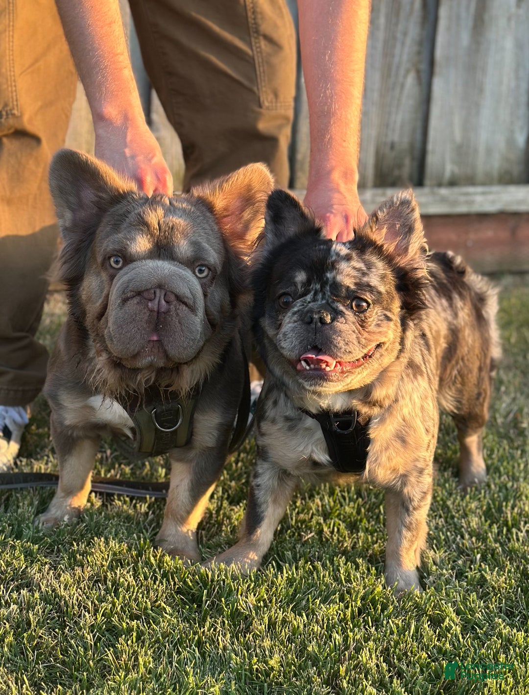 French Bulldog dogs for sale: Lilac Tan Merle Big Rope Fluffy Male - Ad 2