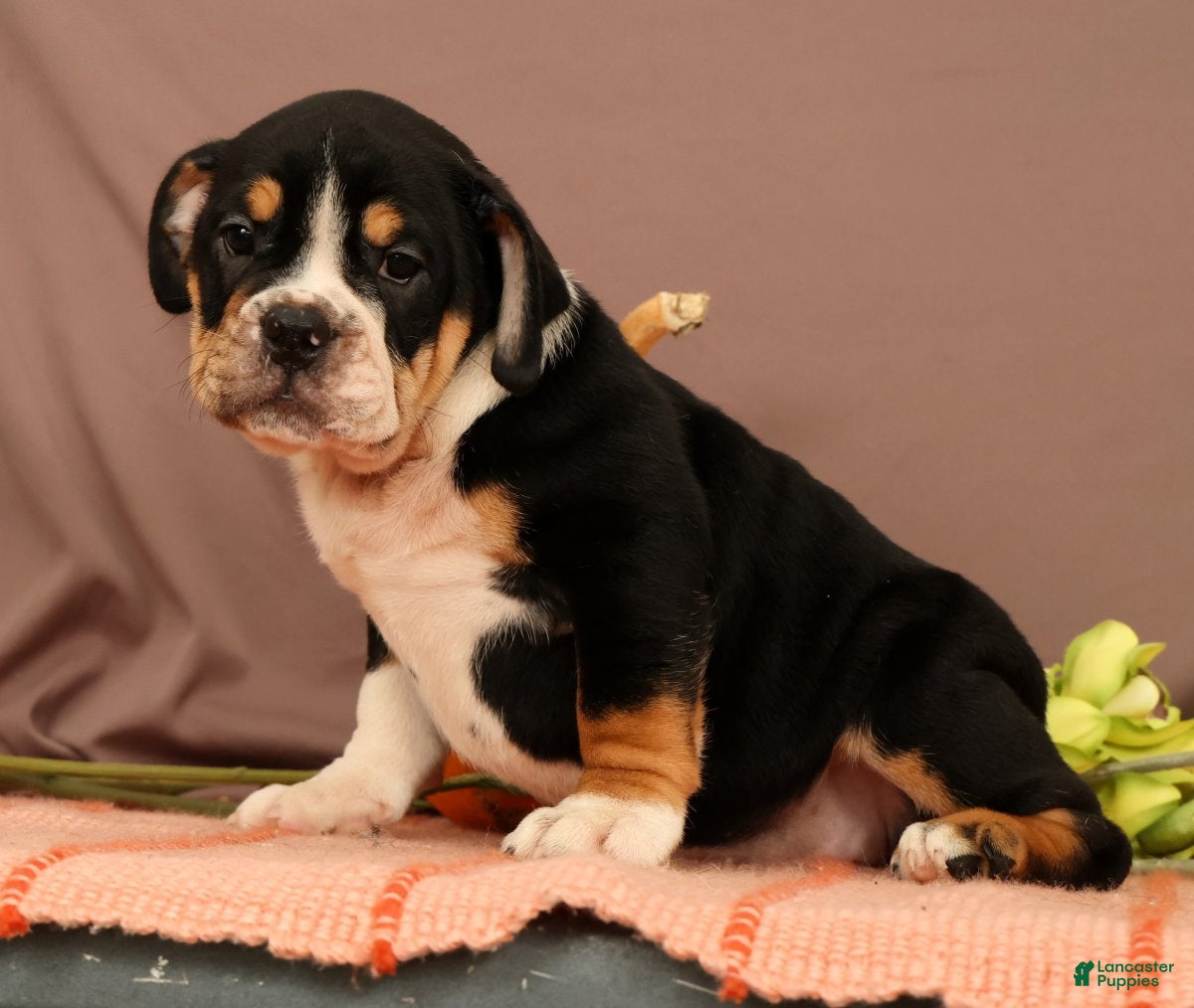 Beabull dogs Willow - Ad 1