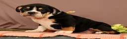 Beabull dogs for sale: Willow - Ad 1
