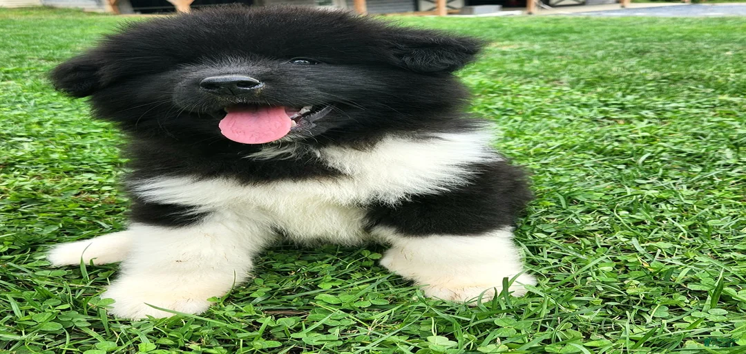 Gallery Image {{count}}