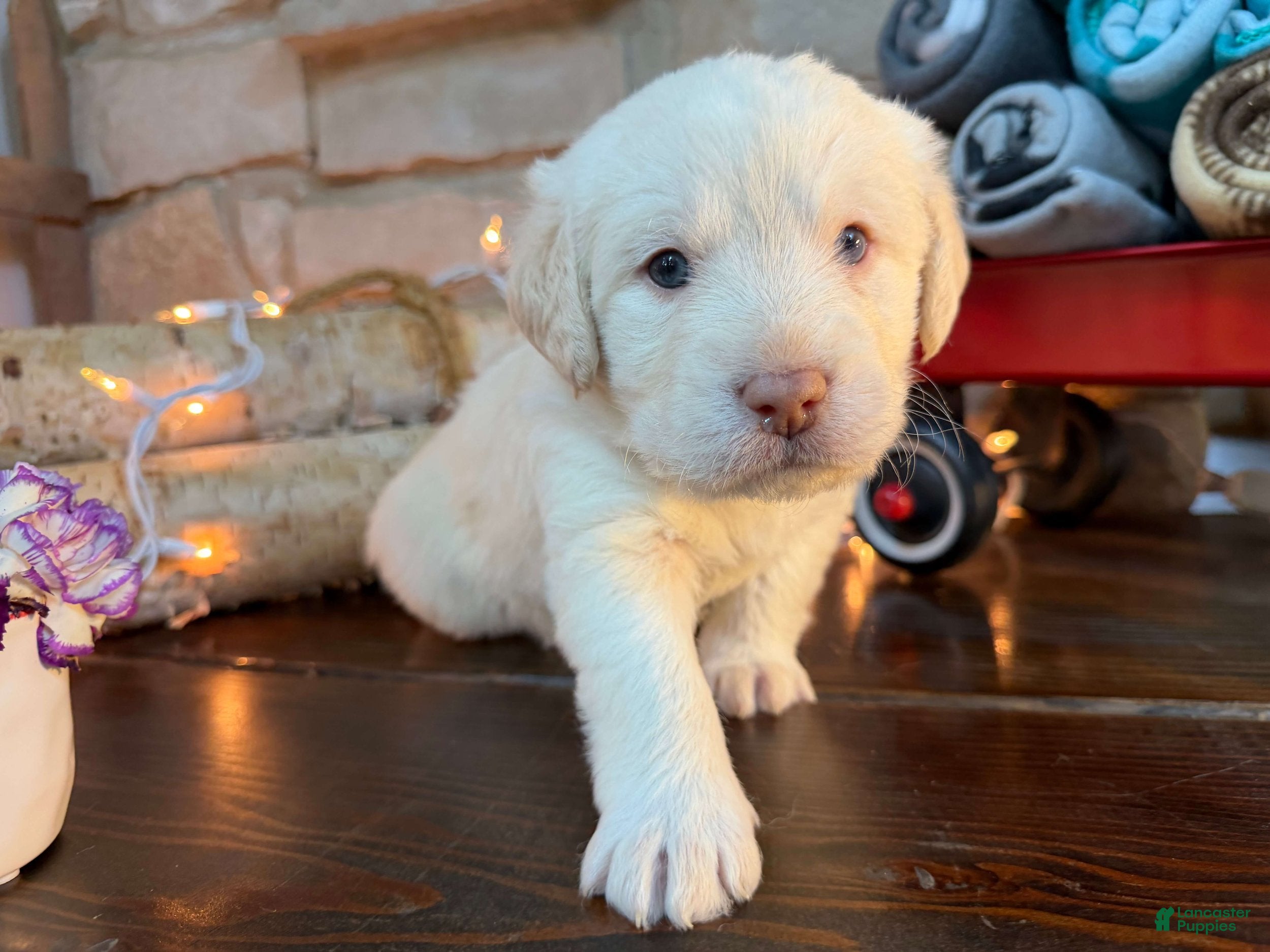 Labradoodle dogs Cash (Boy) - Ad 2