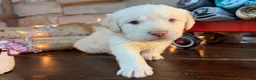 Labradoodle dogs for sale: Cash (Boy) - Ad 2
