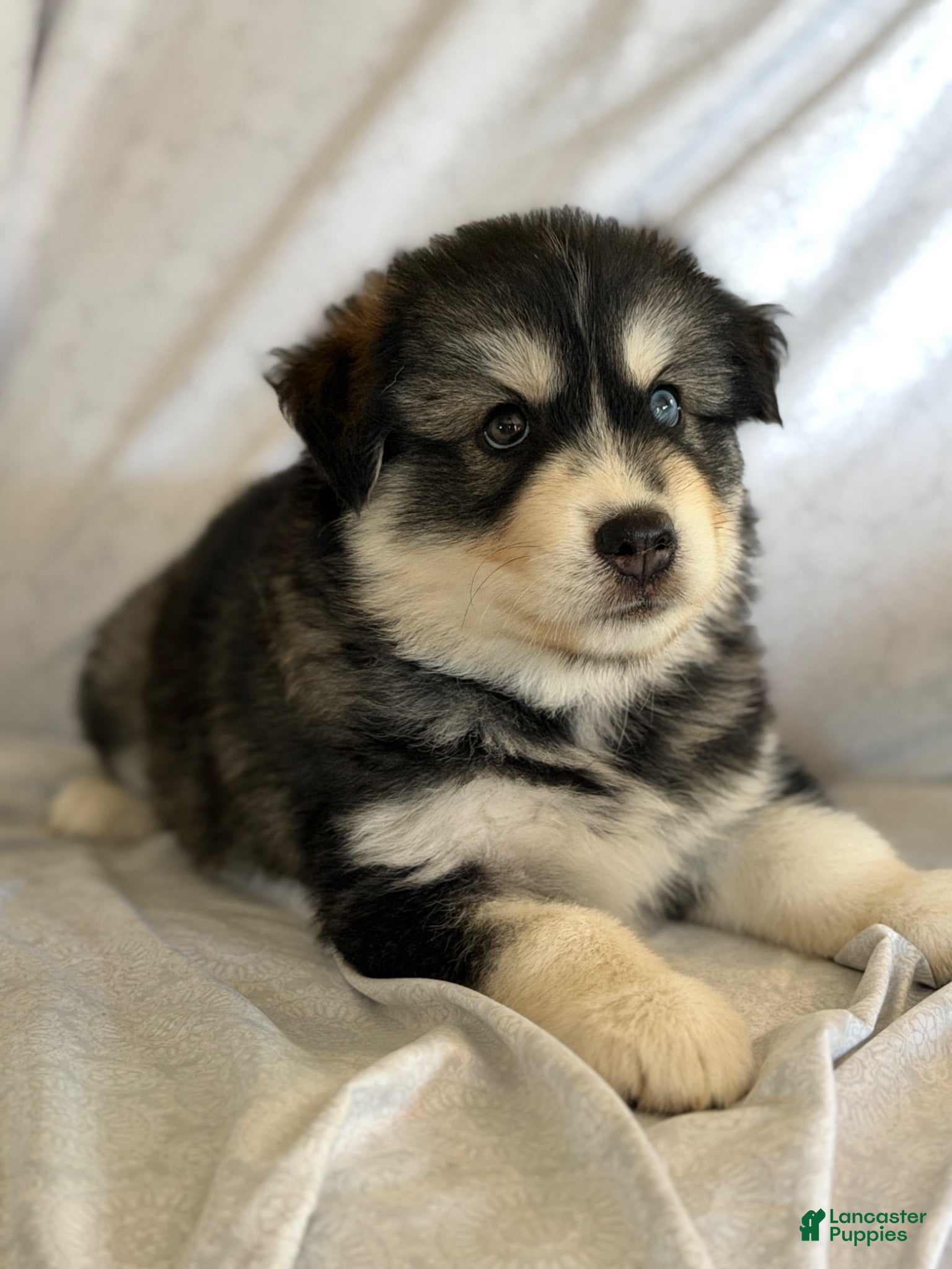 Pomsky dogs Koda - Ad 42