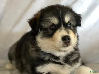 Pomsky dogs Koda - Ad 33