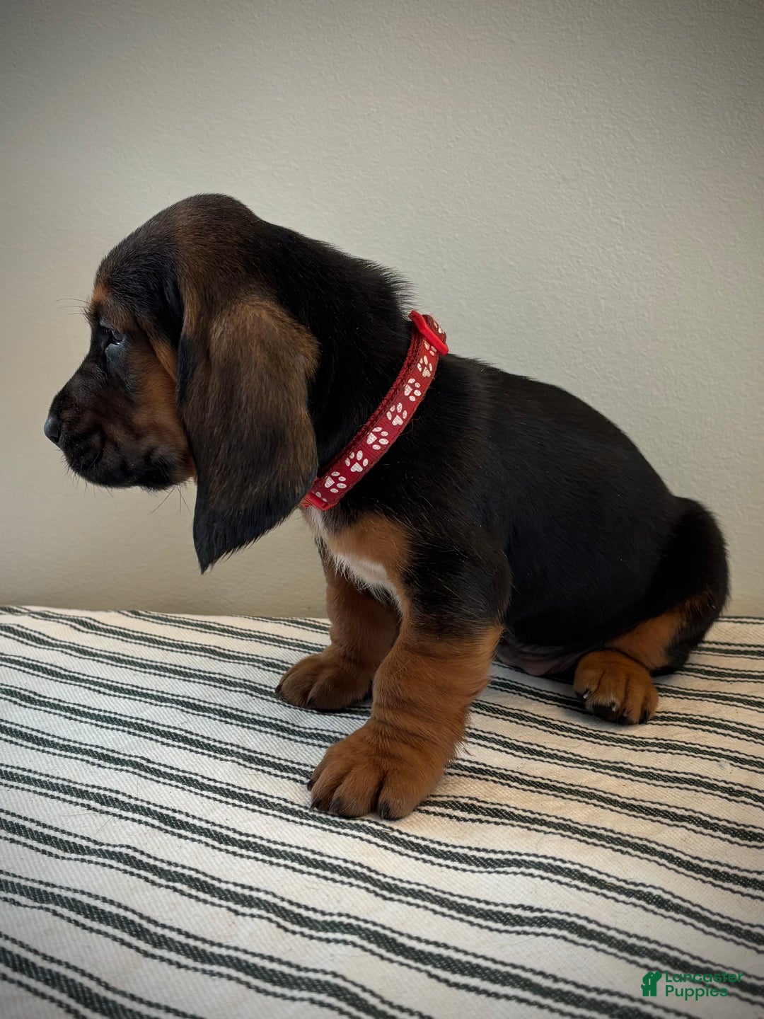 Basset Hound dogs for sale: Noelle - Ad 2