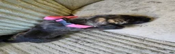 Mixed Breed dogs for sale: Pink-Full Brindle - Ad 9