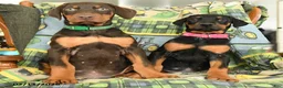 Doberman Pinscher dogs for sale: Gunnar - Ad 3