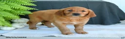 Golden Retriever dogs for sale: Willow - Ad 3