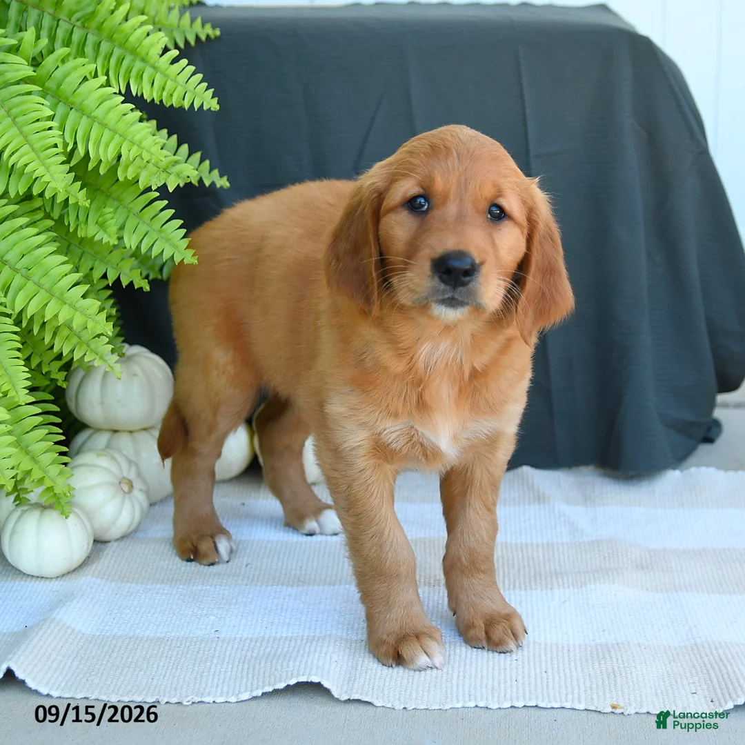 Golden Retriever dogs for sale: Willow - Ad 3