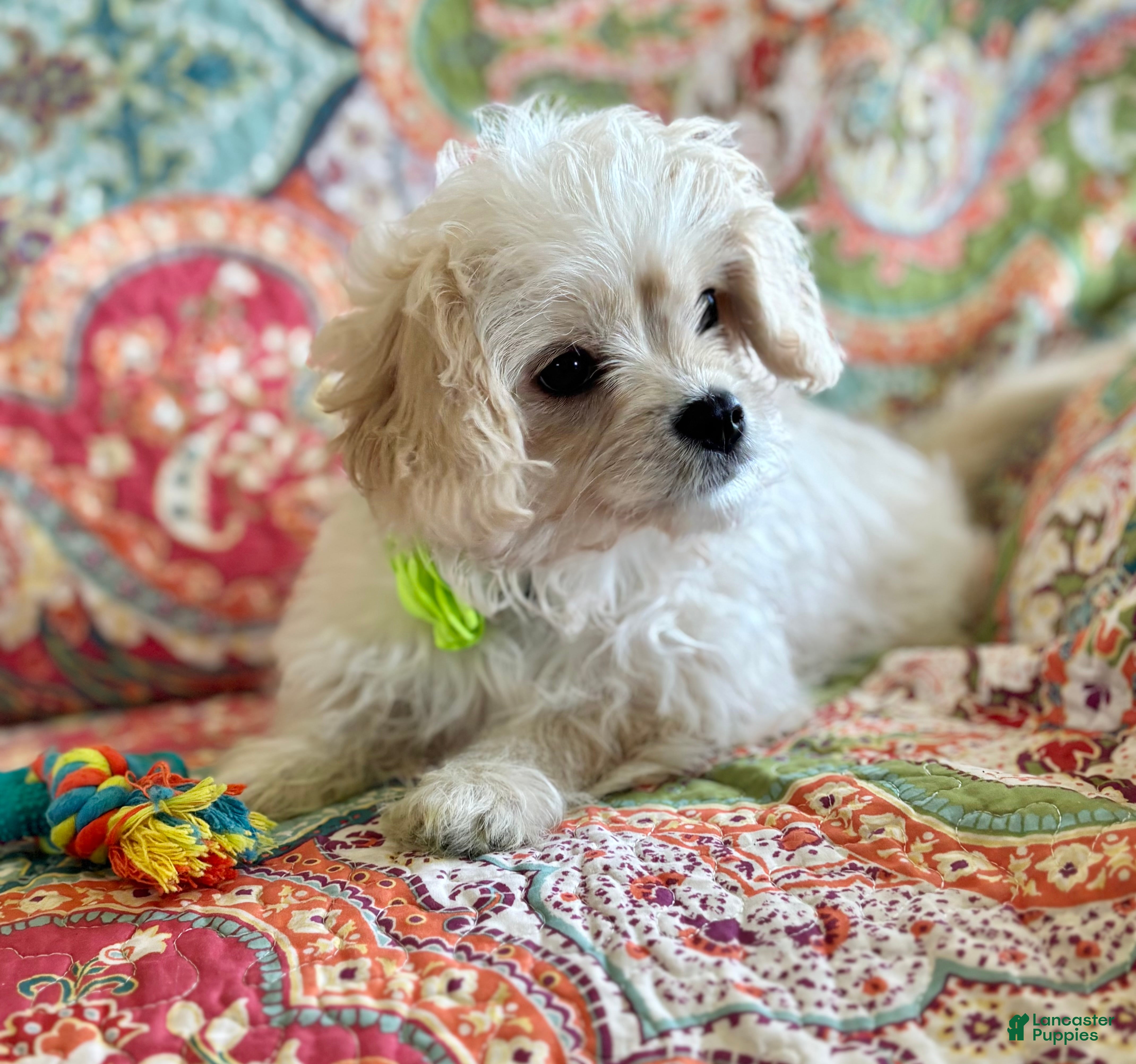Mixed Breed dogs Karmel - Ad 2