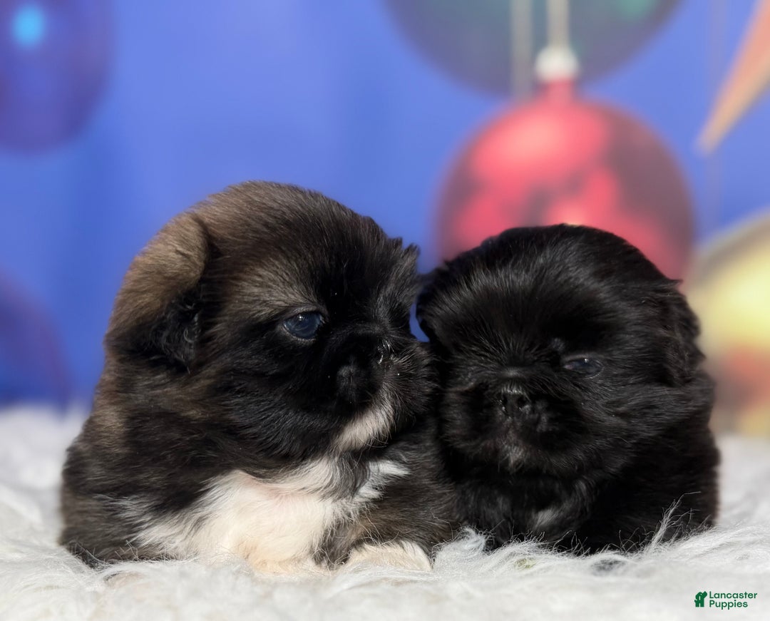 Pekingese dogs for sale: AKC DNA OFA Pudding - Ad 14