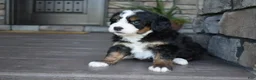Mini Bernedoodle dogs for sale: Jodie - Ad 10