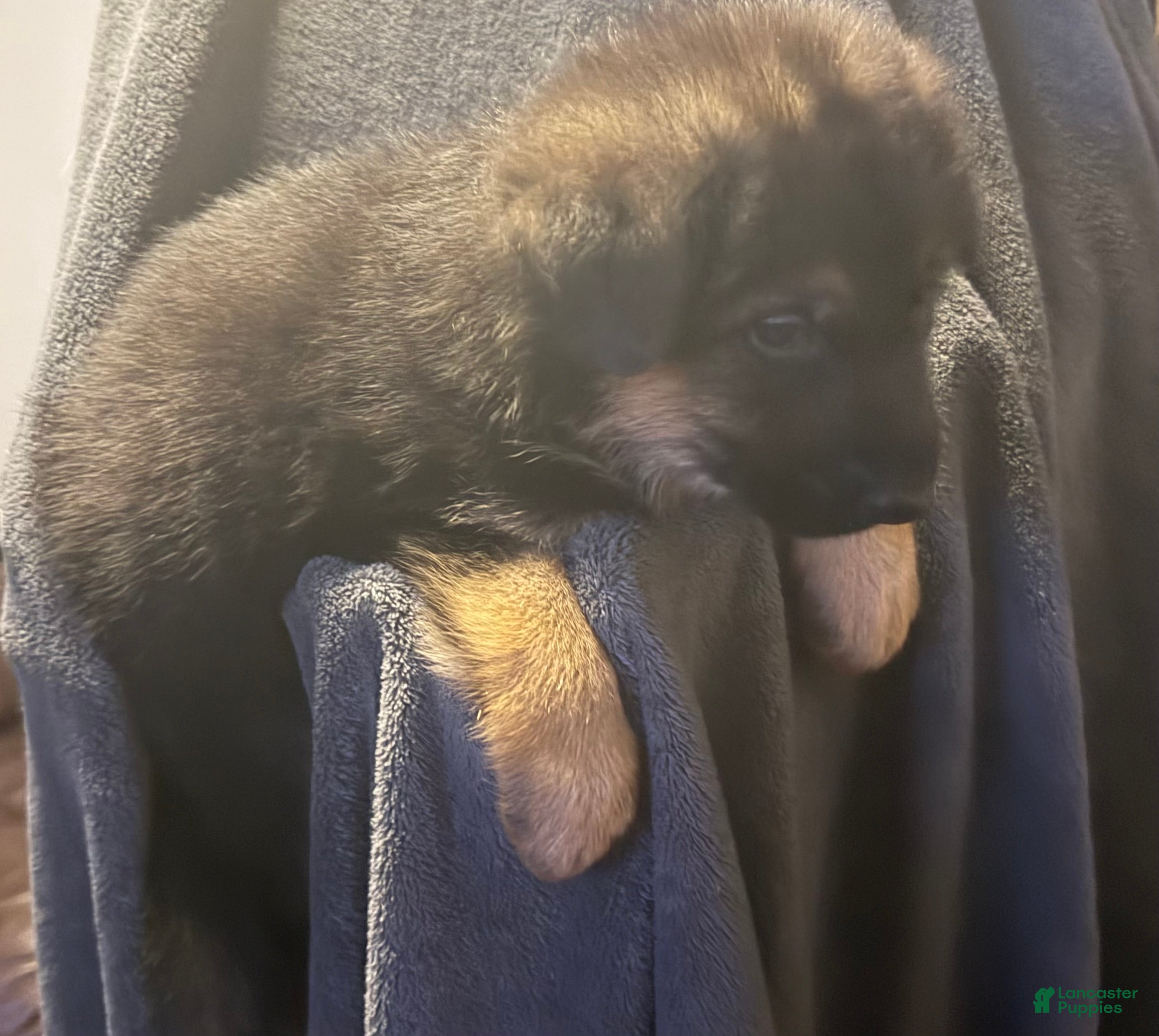 German Shepherd dogs German Shepherd Puppy 2 - Ad 10