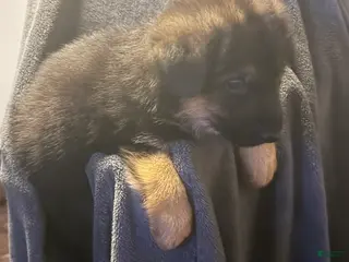 German Shepherd dogs German Shepherd Puppy 2 - Ad 10