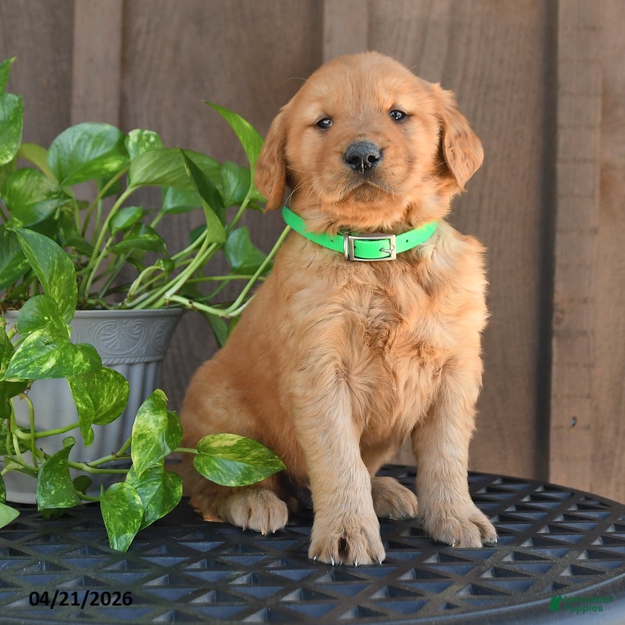 Golden Retriever dogs Racer - Ad 2
