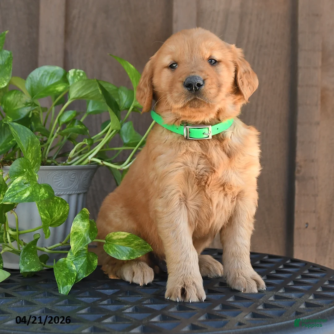 Golden Retriever dogs for sale: Racer - Ad 2