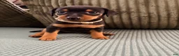 Miniature Pinscher dogs for sale: Luna - Ad 3