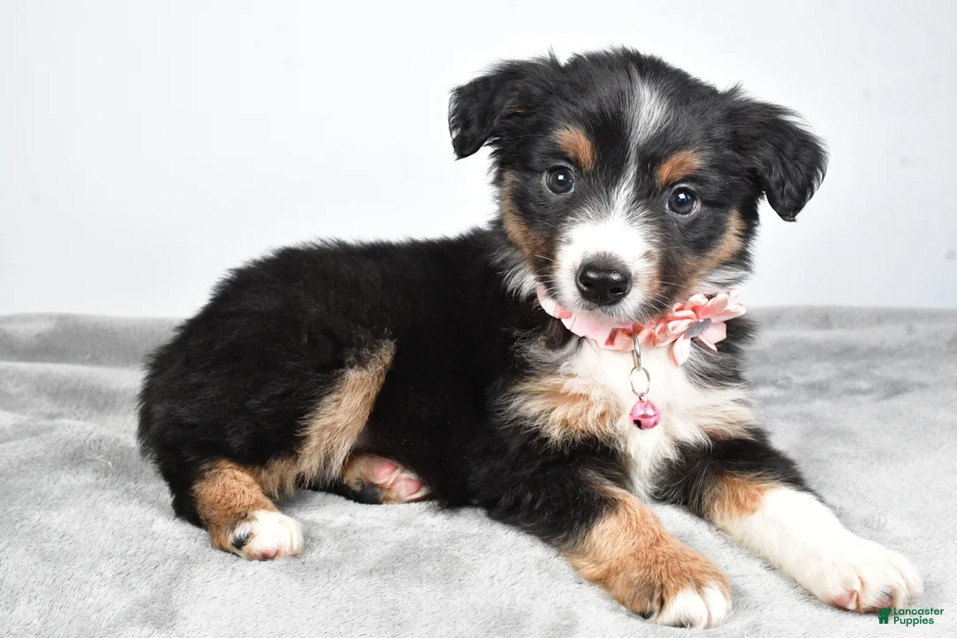 Miniature Australian Shepherd dogs for sale: Olympia - Ad 7