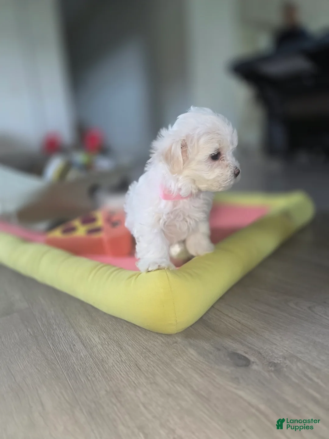 Maltese dogs for sale: 🐶 Female Maltese Puppy – Sweet, Playful & Petite - Ad 15