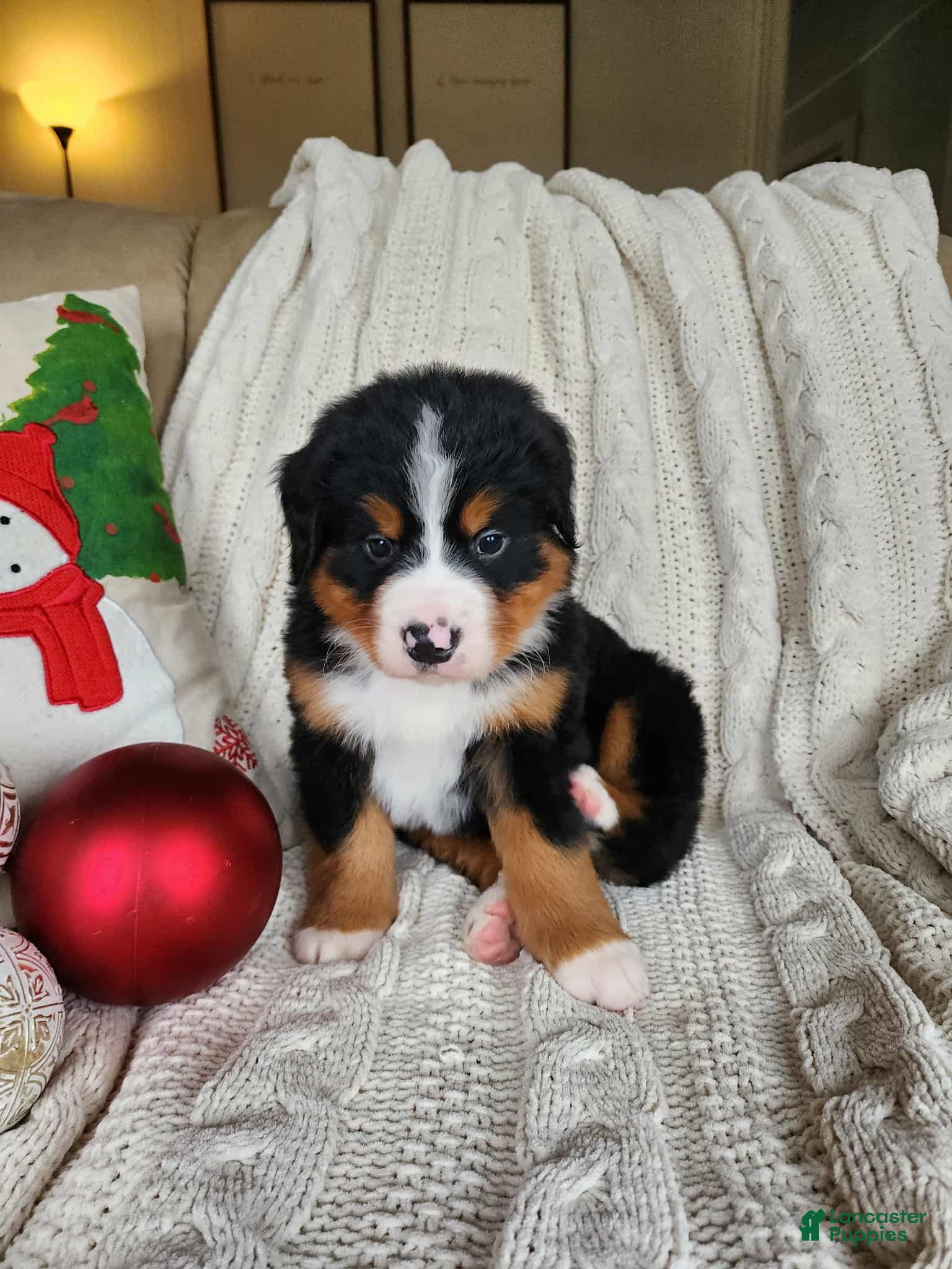 Bernese Mountain Dog dogs Bernese Mountain Dog Puppy 3 - Ad 8