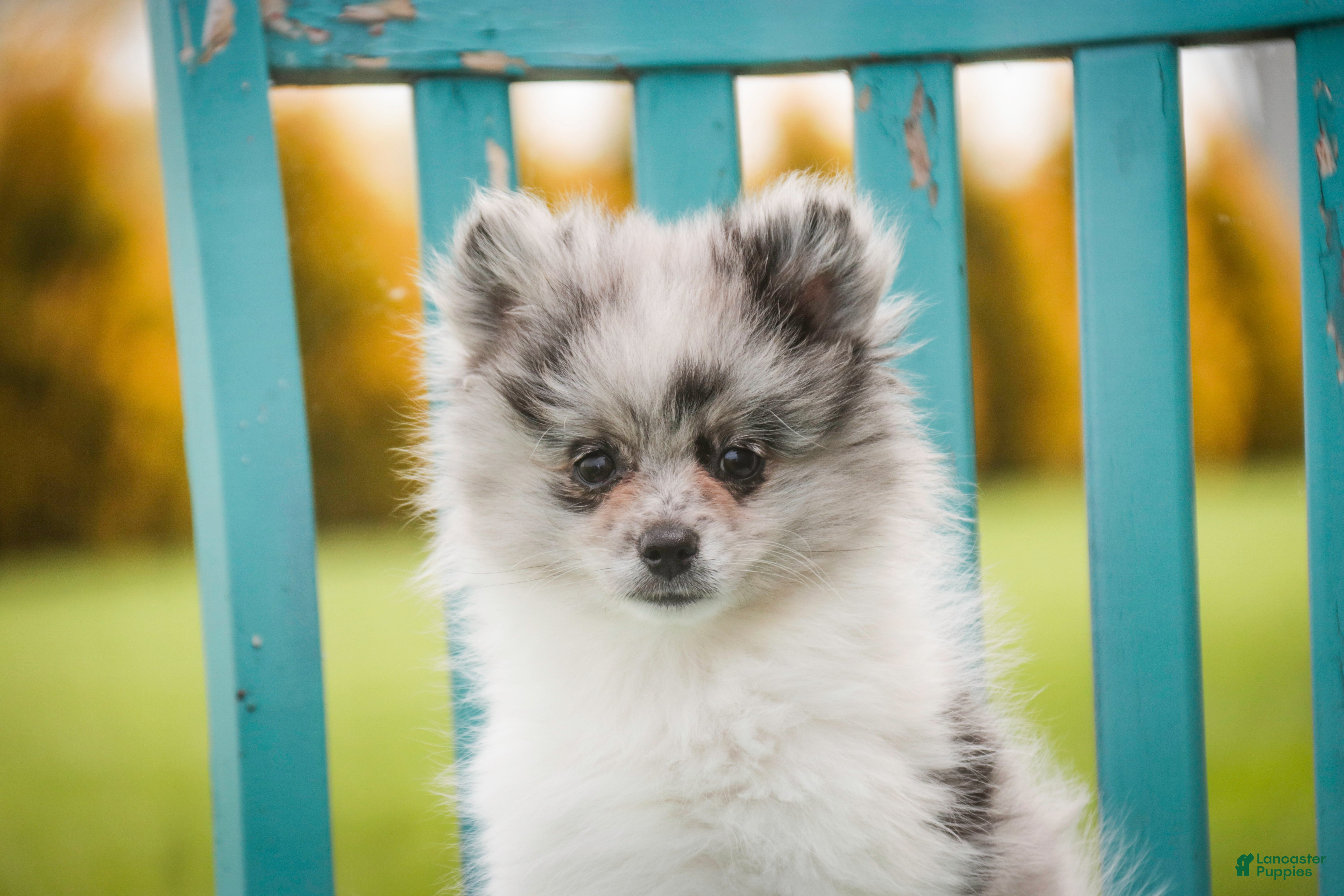 Pomeranian dogs for sale: Tripp - Ad 4