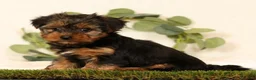 Yorkshire Terrier dogs for sale: Bella - Ad 9