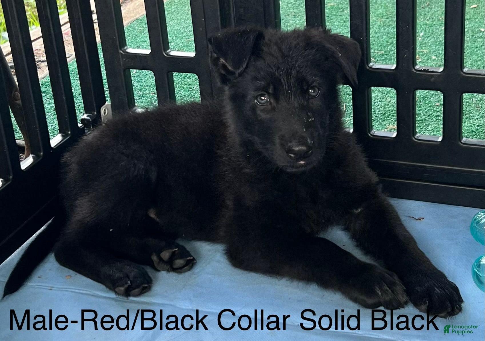 German Shepherd dogs German Shepherd Puppy 2 - Ad 9