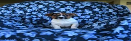 Jack Russell Terrier dogs for sale: Litter of Jack Russell - Ad 13