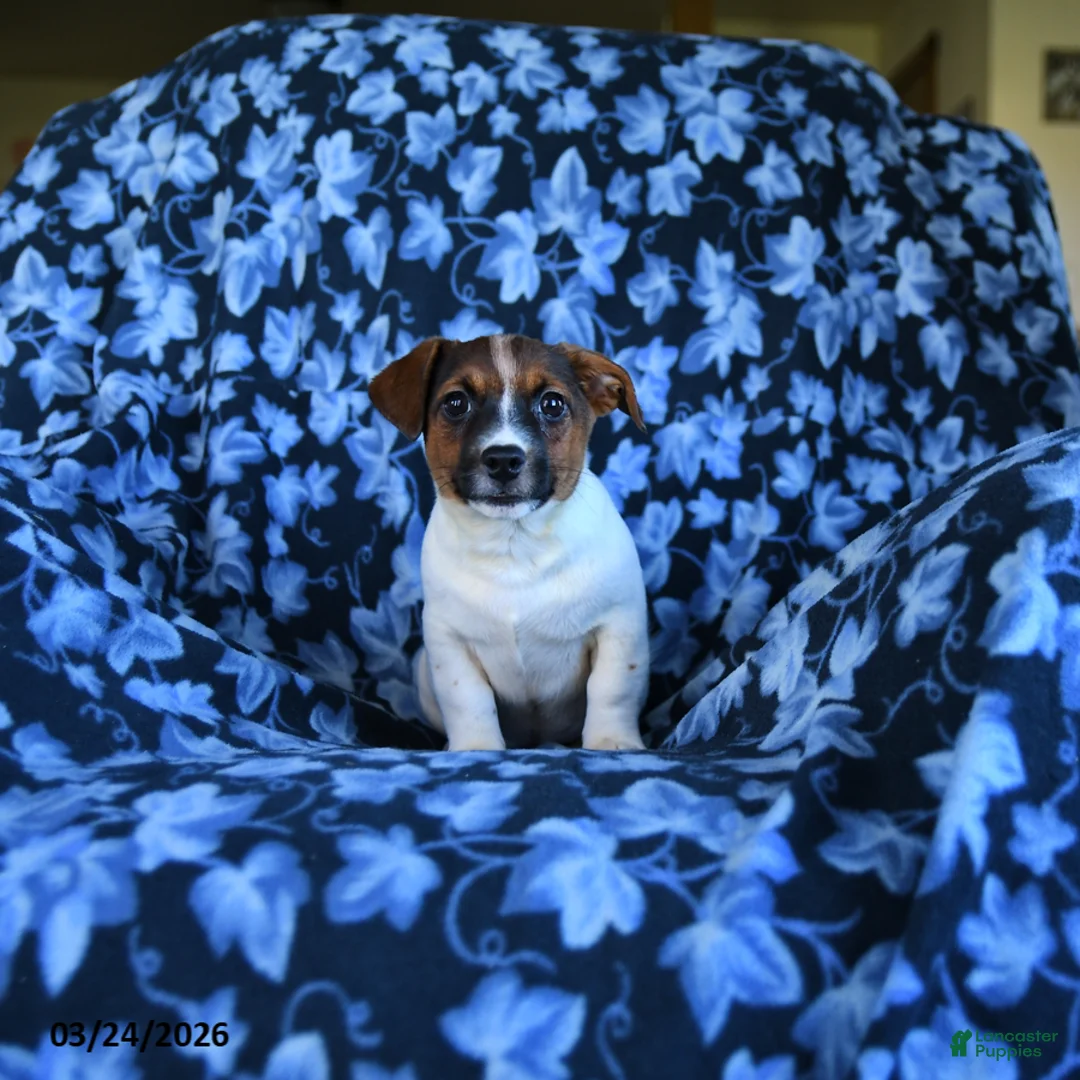 Jack Russell Terrier dogs for sale: Andy - Ad 1