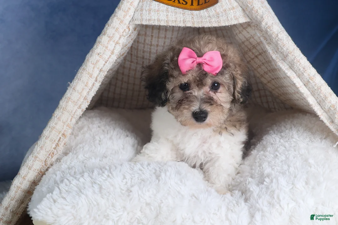 Bichpoo dogs for sale: Sweetheart - Ad 14