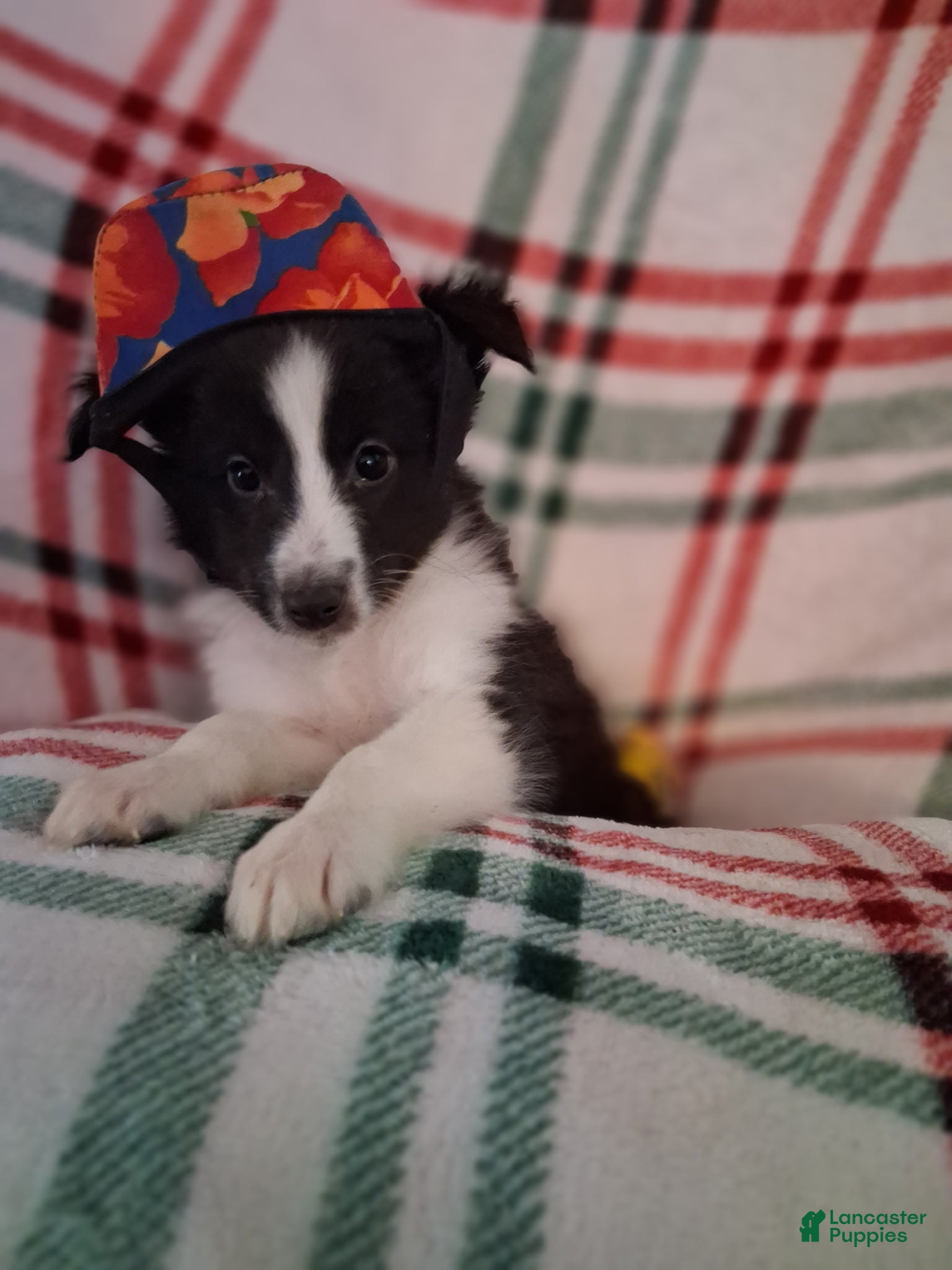 Shetland Sheepdog dogs Aragon - Ad 5