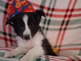 Shetland Sheepdog dogs Aragon - Ad 39