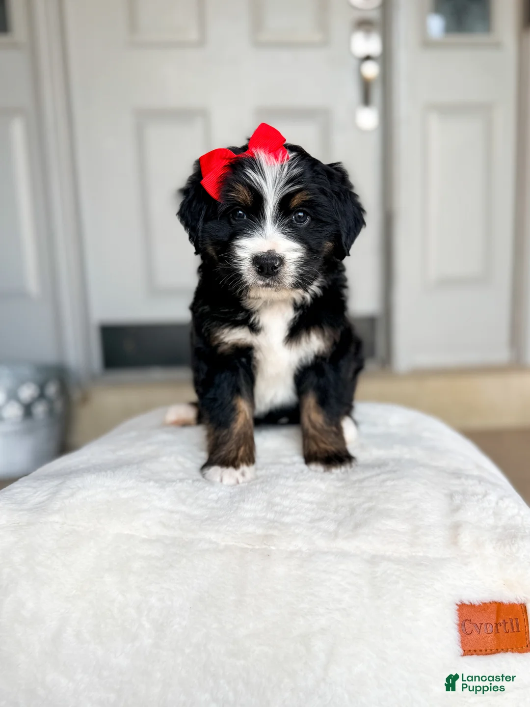 Bernedoodle dogs for sale: Vienna - Ad 1
