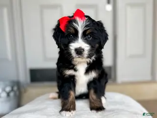 Bernedoodle dogs Vienna - Ad 4