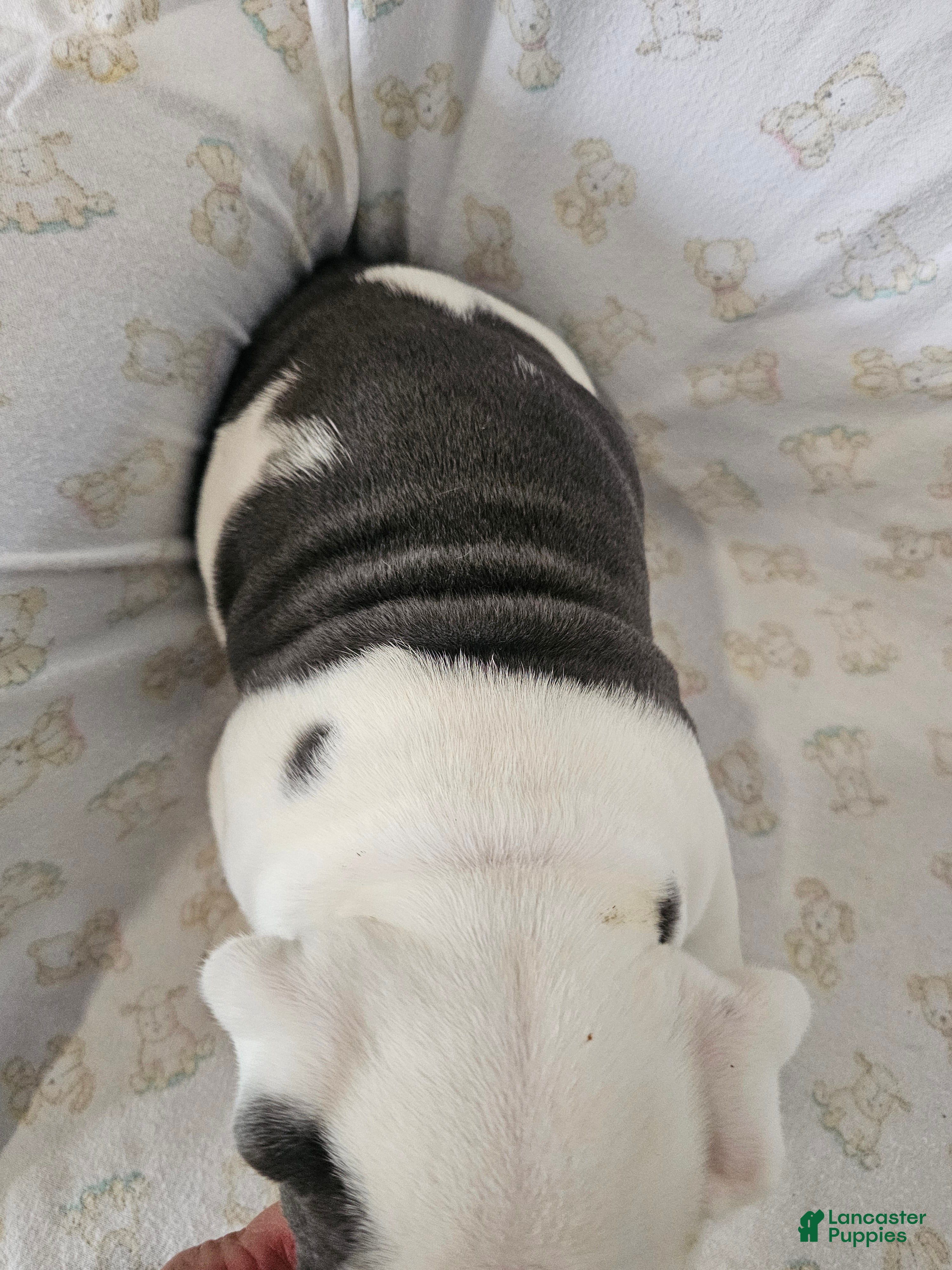 English Bulldog dogs Willis - Ad 2