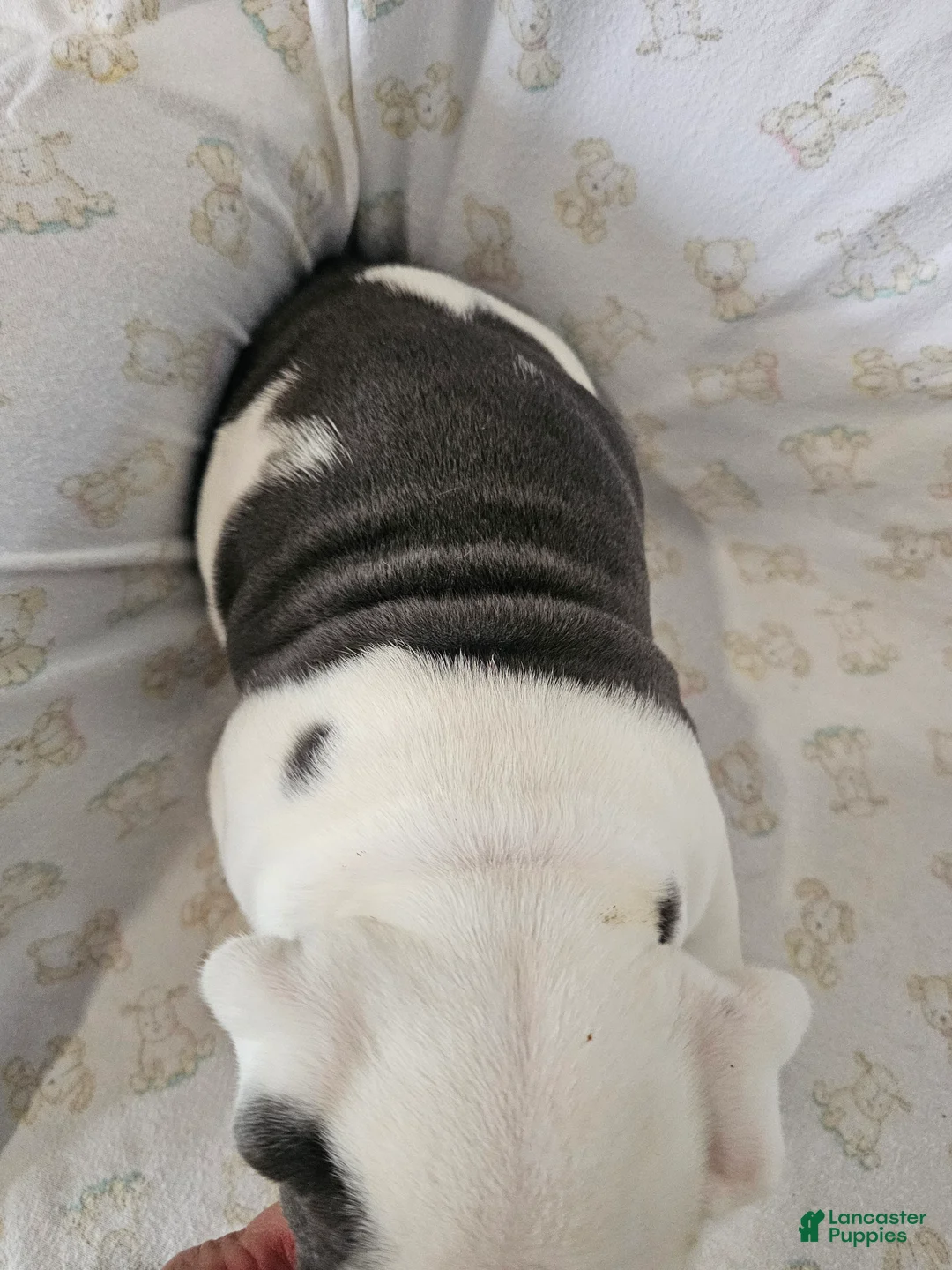 English Bulldog dogs for sale: Willis - Ad 2