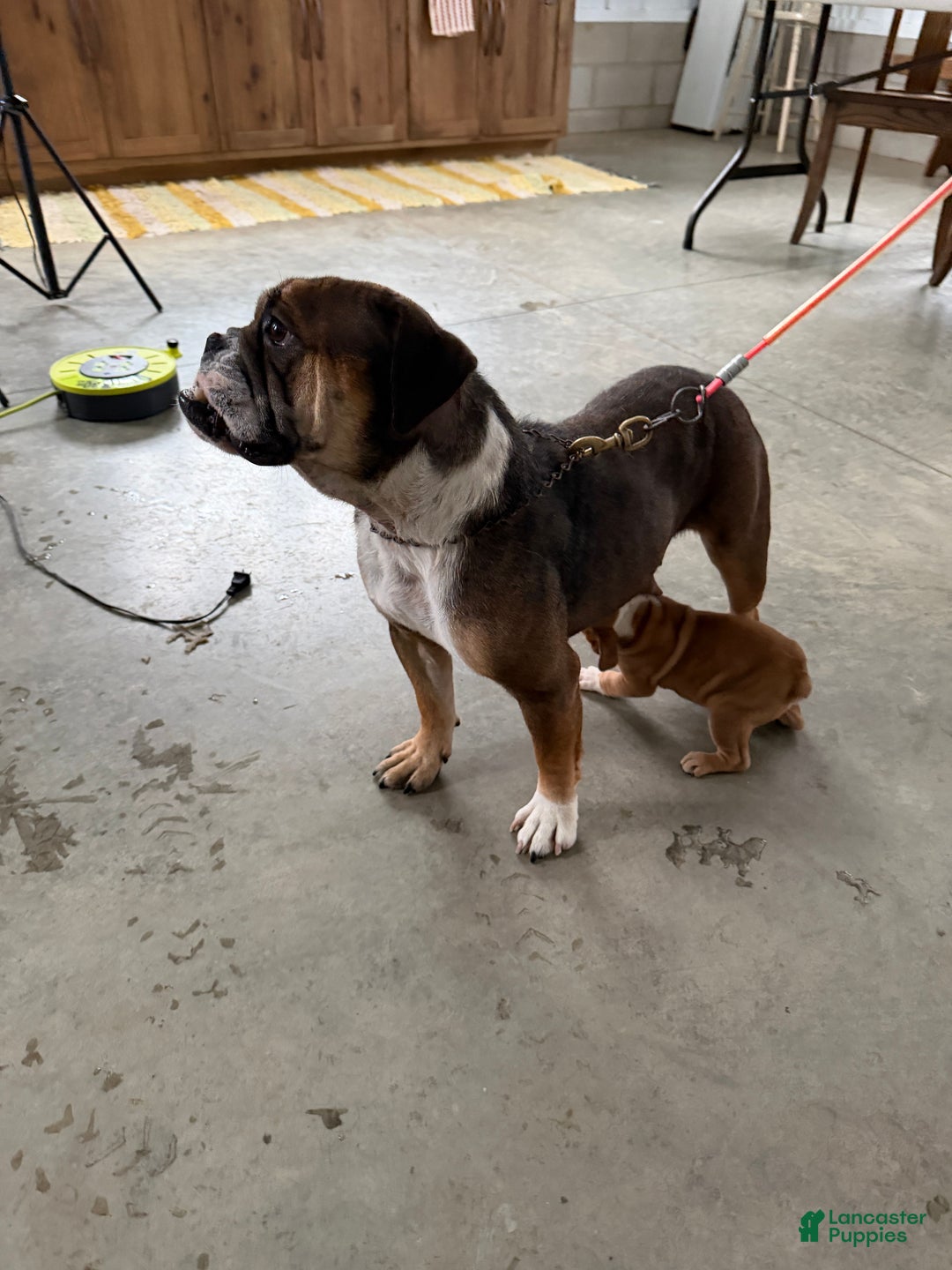 English Bulldog dogs for sale: Nora - Ad 19