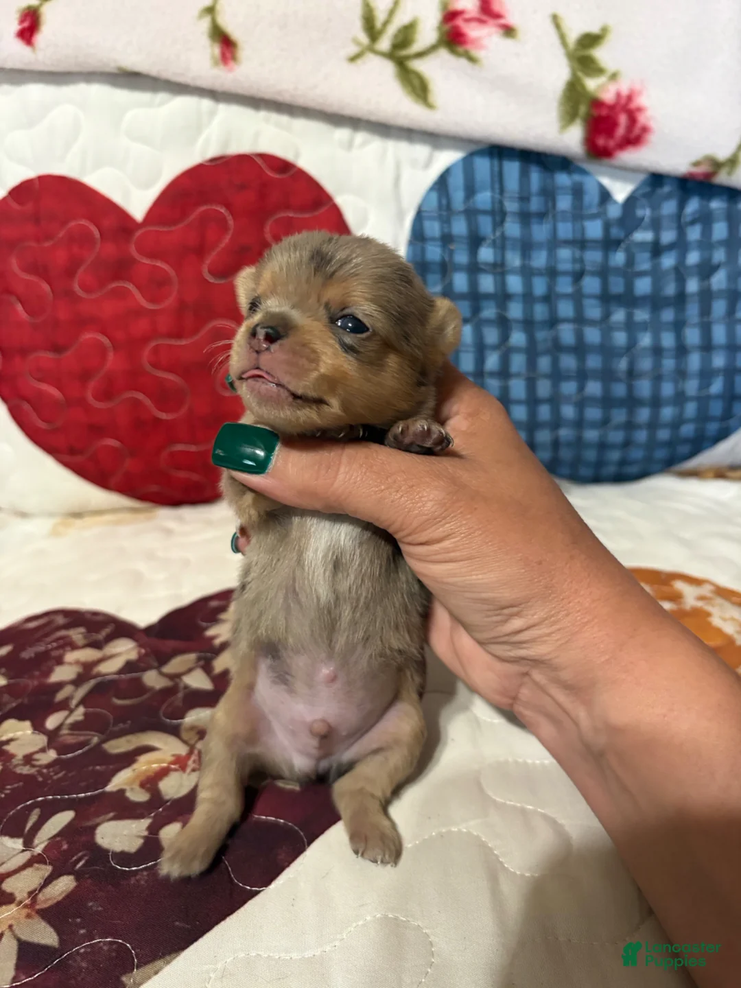 Chihuahua dogs for sale: Rolex  - Ad 1