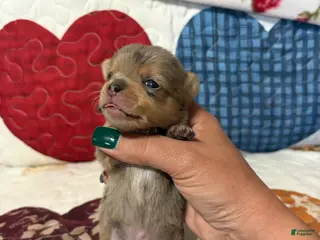 Chihuahua dogs for sale: Rolex - Ad 1
