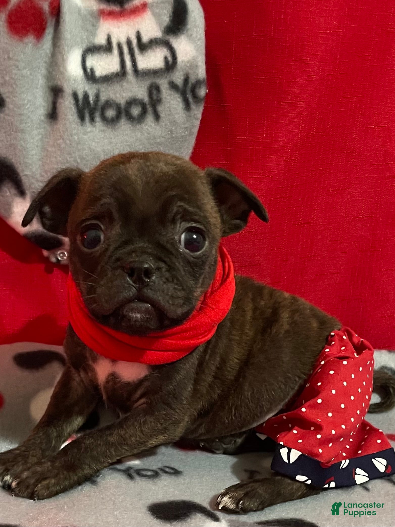 Mixed Breed dogs Valentino - Ad 41