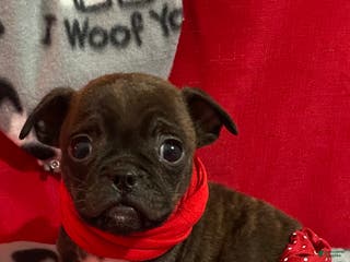 Mixed Breed dogs Valentino - Ad 39