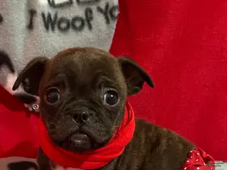 Mixed Breed dogs Valentino - Ad 36