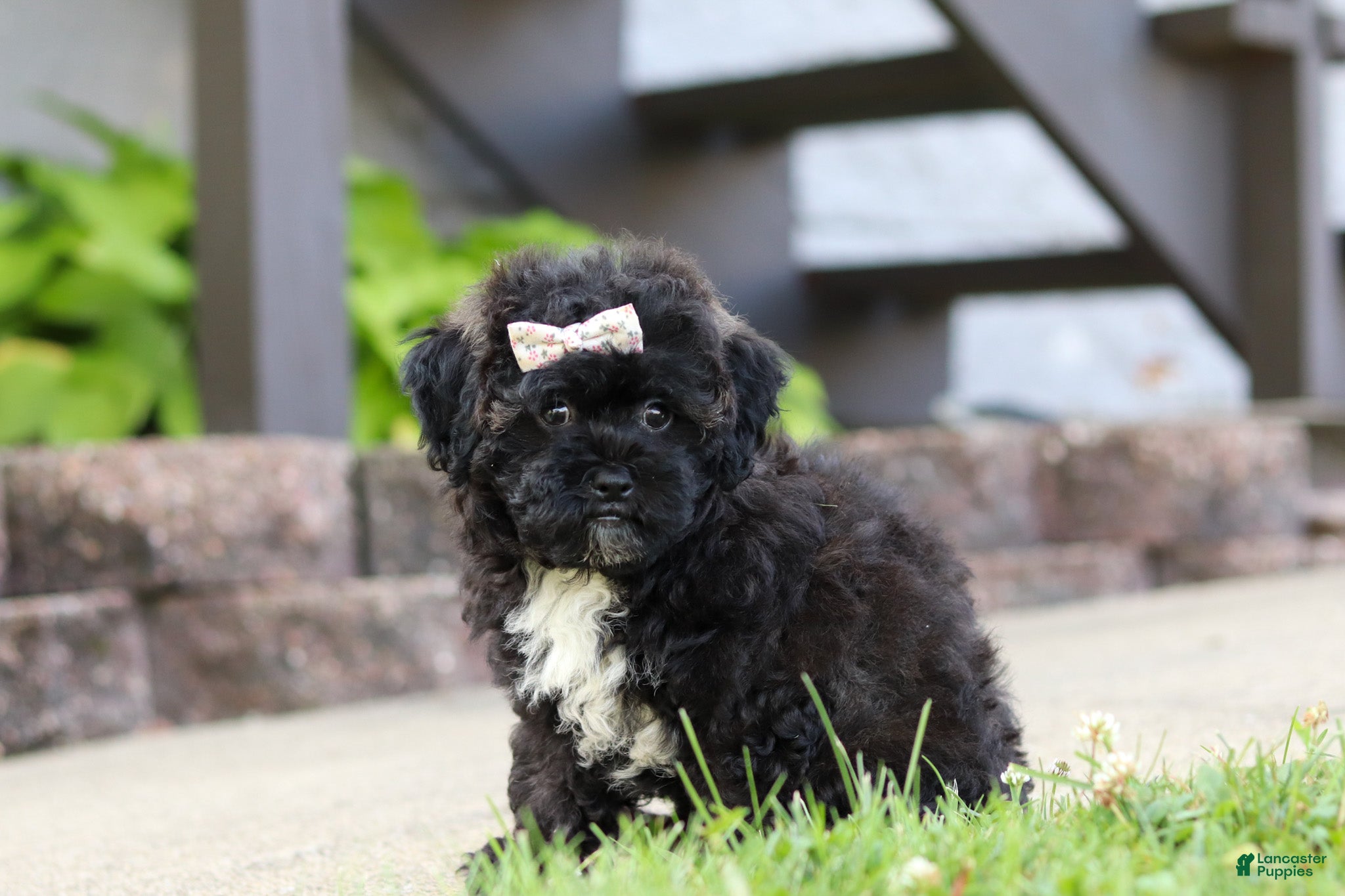 Maltipoo dogs Pretzel - Ad 1