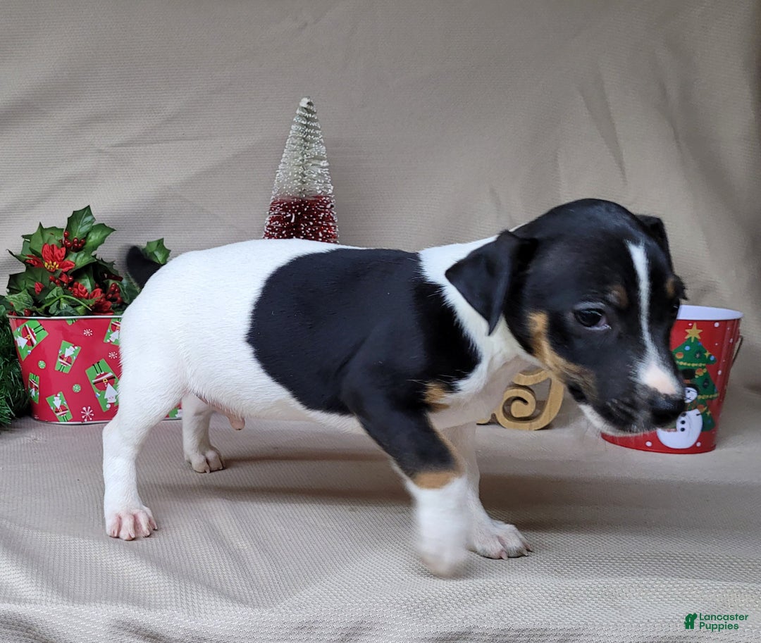 Jack Russell Terrier dogs for sale: FOSTER of Westfork - Ad 1